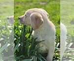 Small Photo #9 Labrador Retriever Puppy For Sale in CHARITON, IA, USA