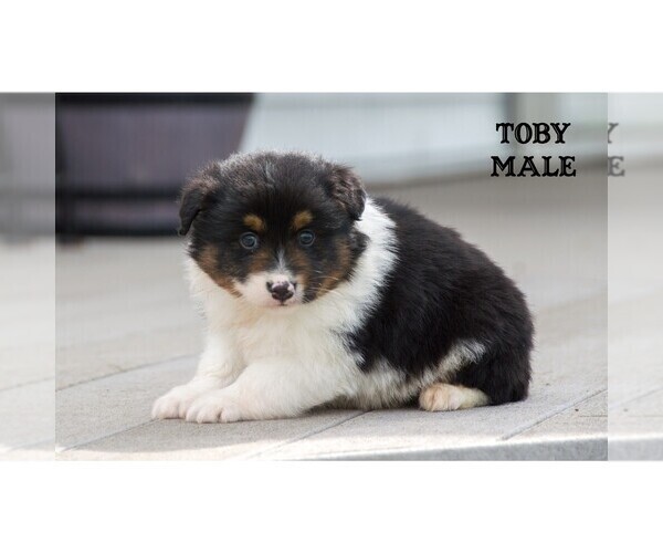 Medium Photo #5 Aussie-Corgi Puppy For Sale in CLARE, MI, USA