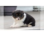 Small #4 Aussie-Corgi