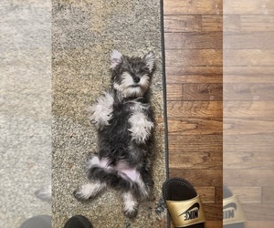 Schnauzer (Miniature) Puppy for sale in SAVANNAH, GA, USA