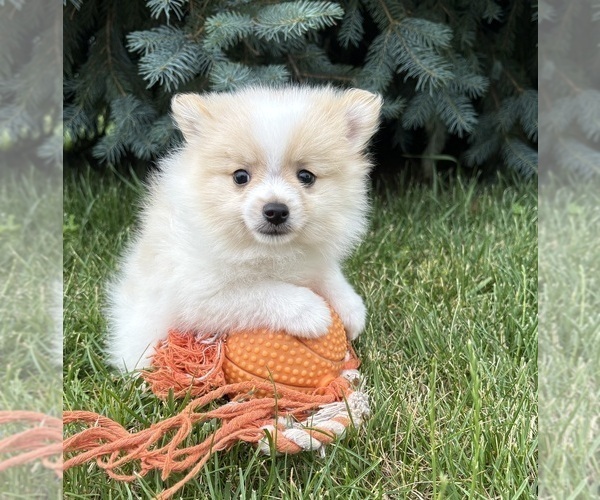 Medium Photo #2 Pomeranian Puppy For Sale in MIDDLEBURY, IN, USA