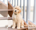 Puppy Sunny Goldendoodle
