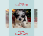 Small Photo #1 Yorkshire Terrier Puppy For Sale in AZLE, TX, USA