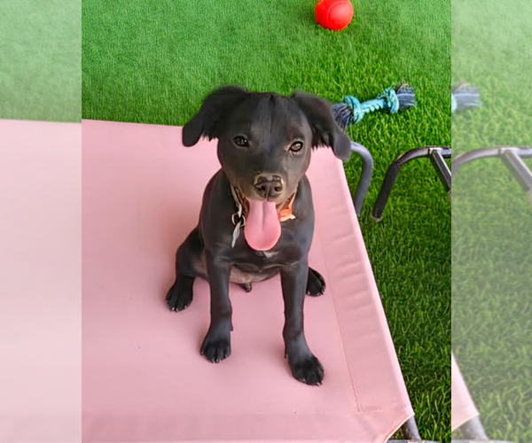 Medium Photo #2 Labrador Retriever-Unknown Mix Puppy For Sale in Holly Springs, NC, USA