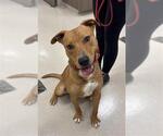 Small Photo #2 Mutt Puppy For Sale in Baytown, TX, USA