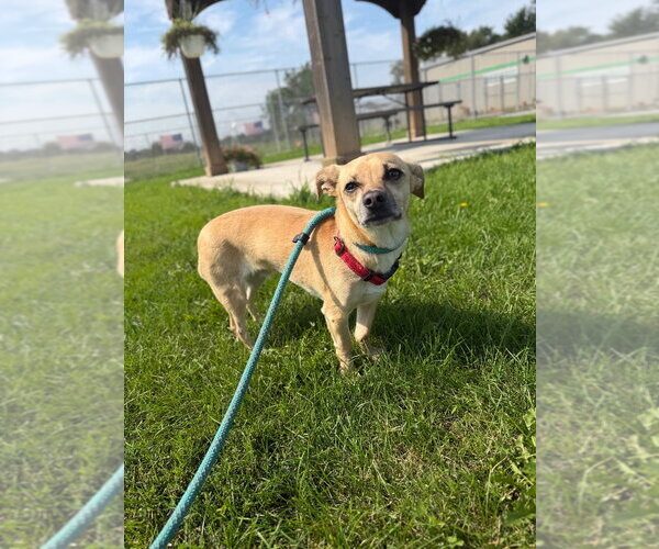 Medium Photo #3 Chiweenie Puppy For Sale in Pierceton , IN, USA