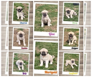 Anatolian Shepherd-Kangal Dog Mix Puppy for sale in BROOKFIELD, MO, USA