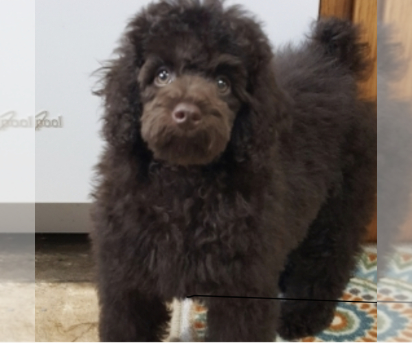 Medium Photo #1 Schnoodle (Miniature) Puppy For Sale in DINWIDDIE, VA, USA