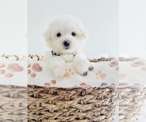 Maltese Puppy for sale in CLERMONT, FL, USA