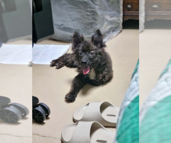 Medium Photo #1 Cairn Terrier-pomeranian spitz Mix Puppy For Sale in Agoura Hills, CA, USA