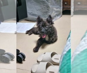 Cairn Terrier-pomeranian spitz Mix Dogs for adoption in Agoura Hills, CA, USA