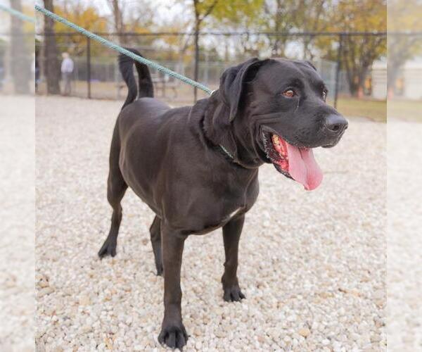 Medium Photo #1 Labrador Retriever Puppy For Sale in Waco, TX, USA