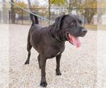 Small Labrador Retriever