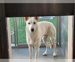 Small German Shepherd Dog