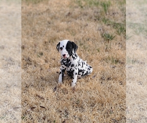 Dalmatian Puppy for sale in NEOSHO, MO, USA