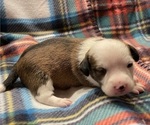 Small Photo #7 Chi-Chi Puppy For Sale in SOUTHERN PINES, NC, USA