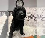 Puppy 7 Labradoodle-Poodle (Standard) Mix