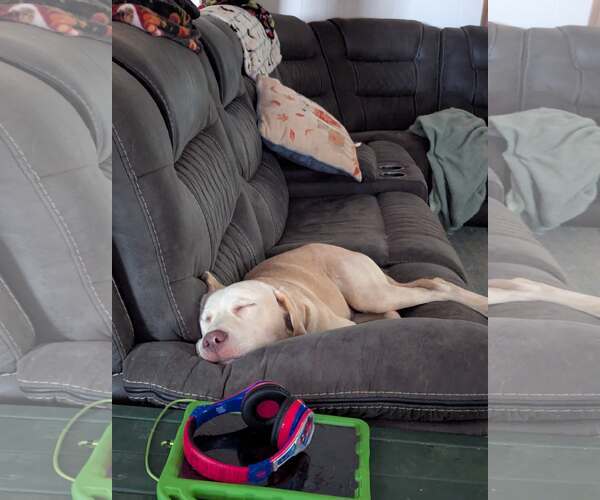 Medium Photo #4 Labrador Retriever-Unknown Mix Puppy For Sale in Greenville, SC, USA