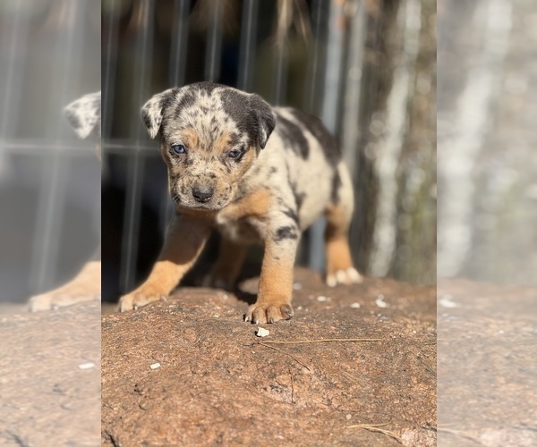 Medium Photo #34 Catahoula Leopard Dog Puppy For Sale in BUSHNELL, IL, USA