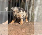 Small #5 Catahoula Leopard Dog