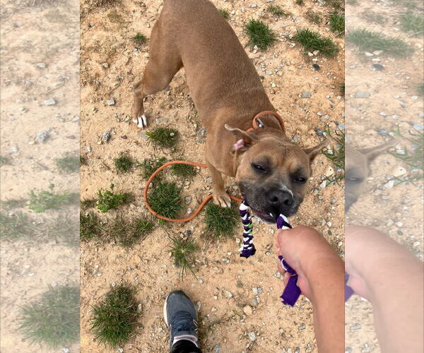 Medium Photo #4 American Bulldog-Unknown Mix Puppy For Sale in Rockaway, NJ, USA