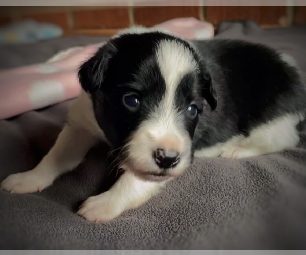 Medium Photo #1 Border Collie-Papillon Mix Puppy For Sale in CULPEPER, VA, USA
