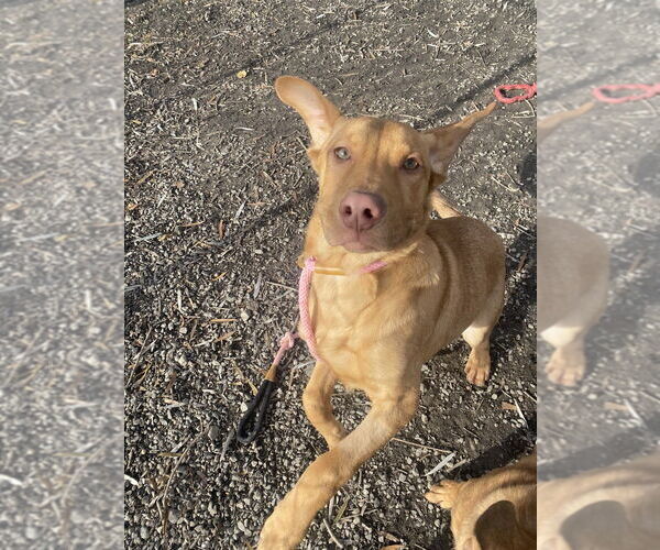 Medium Photo #2 Mutt Puppy For Sale in Elmsford, NY, USA