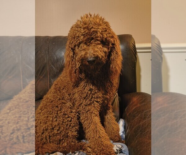 Medium Photo #1 Labradoodle Puppy For Sale in SUMMERVILLE, SC, USA