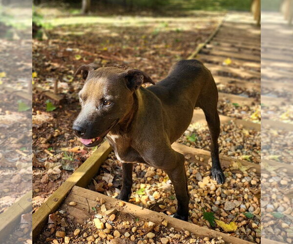Medium Photo #3 Labrador Retriever-Unknown Mix Puppy For Sale in Greenville, SC, USA