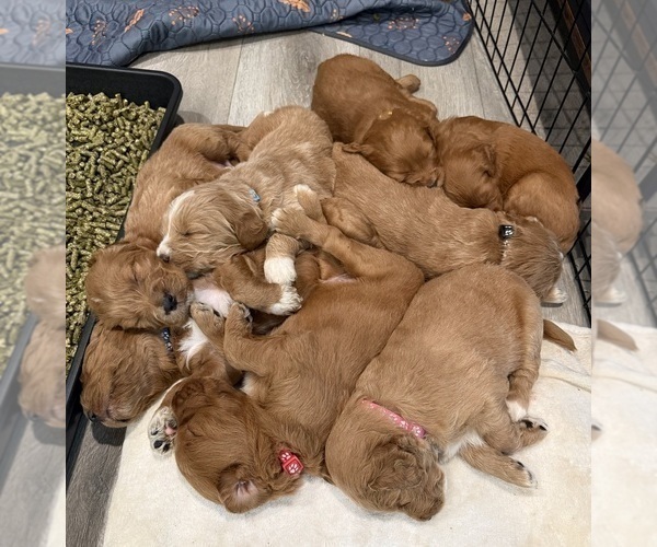Medium Photo #27 Goldendoodle Puppy For Sale in ORANGEVALE, CA, USA