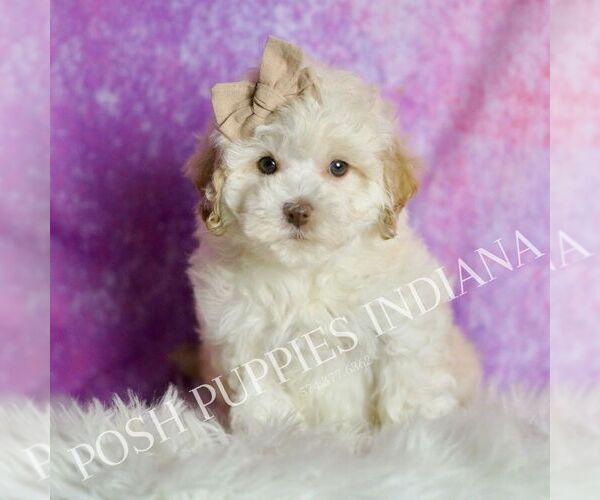 Medium Photo #43 Maltipoo (Miniature) Puppy For Sale in WARSAW, IN, USA