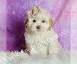 Small Photo #43 Maltipoo (Miniature) Puppy For Sale in WARSAW, IN, USA