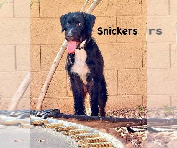 Medium Photo #5 Labrador Retriever-Unknown Mix Puppy For Sale in Cave Creek, AZ, USA