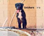 Small #4 Labrador Retriever Mix