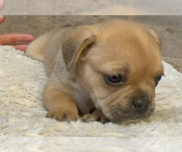 Medium Photo #14 American Bullnese-French Bulldog Mix Puppy For Sale in DISCOVERY BAY, CA, USA
