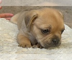 Small Photo #14 American Bullnese-French Bulldog Mix Puppy For Sale in DISCOVERY BAY, CA, USA