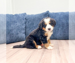 Small #2 Bernese Mountain Dog