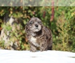Small #37 ShihPoo