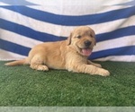 Small #2 Golden Retriever