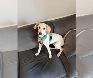 Lace - Female American Foxhound Dog for Adoption - Photo #6