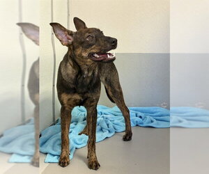Holland Shepherd-Unknown Mix Dogs for adoption in Sugar Land, TX, USA