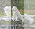 Small American Eskimo Dog