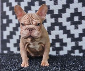 French Bulldog Puppy for sale in INDIANAPOLIS, IN, USA