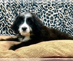 Small Photo #4 Bernedoodle Puppy For Sale in DUNDEE, OH, USA