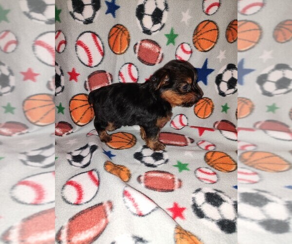 Medium Photo #4 Yorkshire Terrier Puppy For Sale in LAPEER, MI, USA