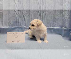 Maltipoo Puppy for sale in BROOKFIELD, MO, USA