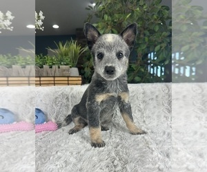 Australian Cattle Dog Puppy for sale in GREENFIELD, IN, USA