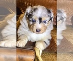 Small #8 Australian Shepherd