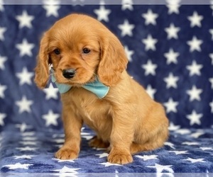 Golden Retriever Puppy for sale in LANCASTER, PA, USA