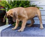 Small Photo #22 Mastiff Puppy For Sale in WAKARUSA, IN, USA